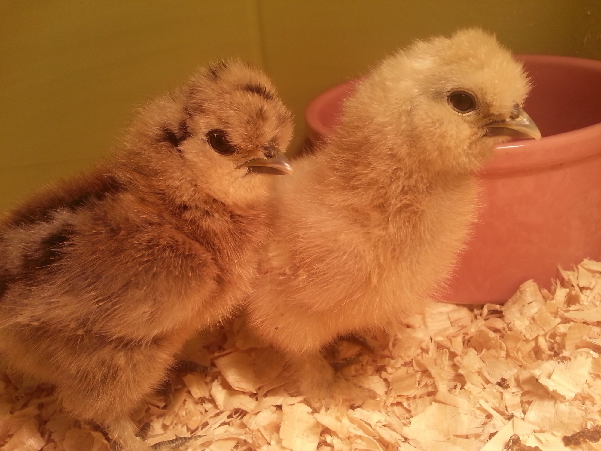900x900px-LL-24c22a72_20130323_201114.jpeg