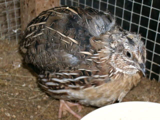 chickpics9quail.jpg