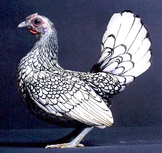 sebright.jpg