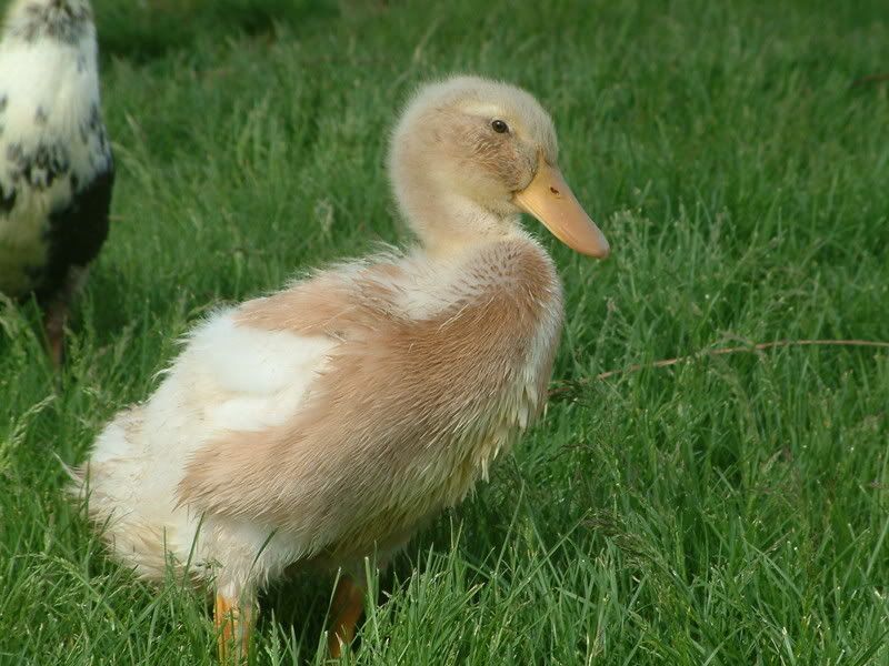 Rare Saxony Ducklings For Sale Local Pickup Backyard Chickens Learn How To Raise Chickens