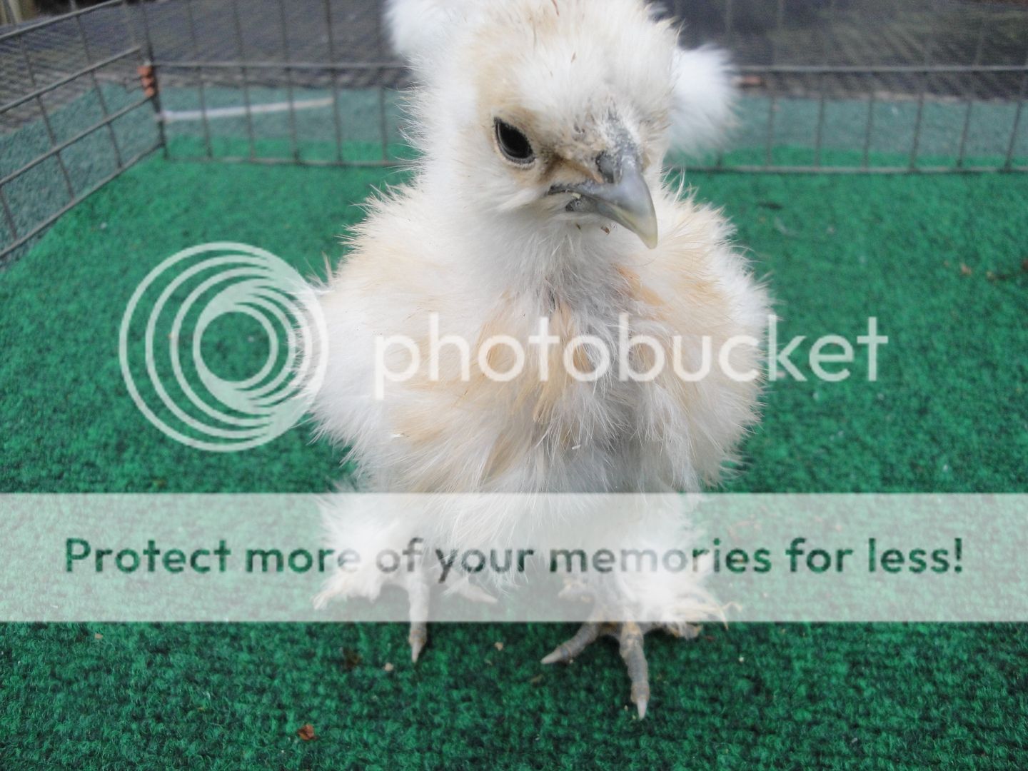 silkieandouille029.jpg