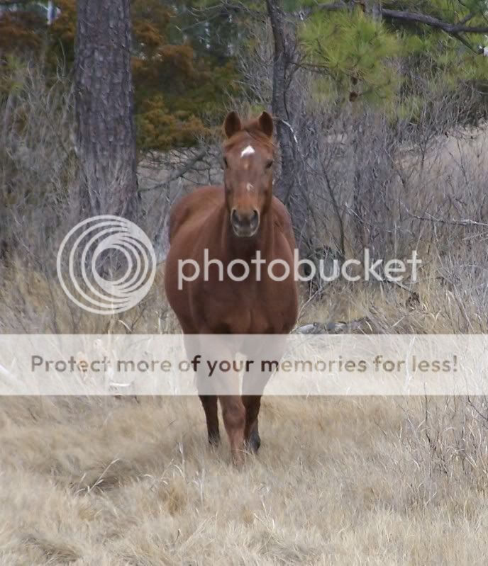 horse10.jpg