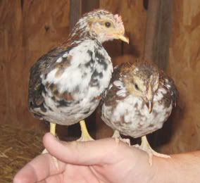 chickens4.jpg