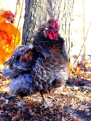 frizzle.jpg