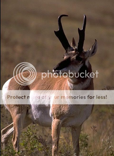 pronghorn.jpg
