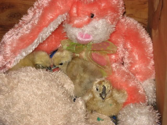 chicks2001.jpg