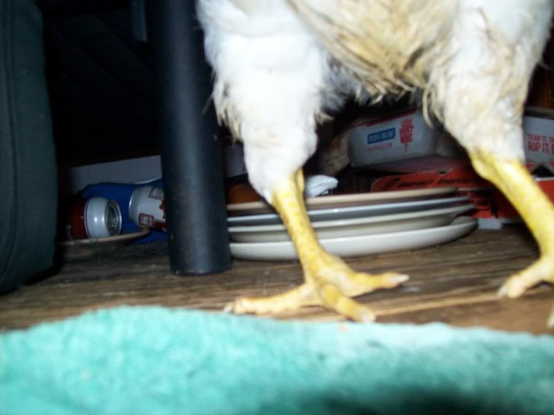 chickenleg006.jpg
