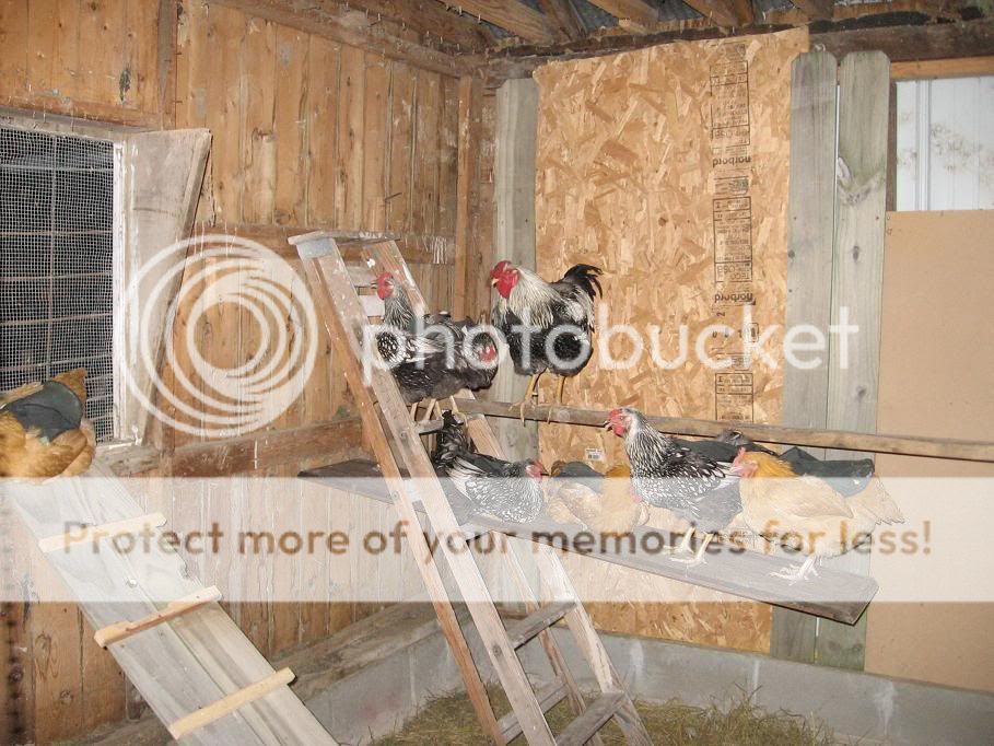 chickens1.jpg