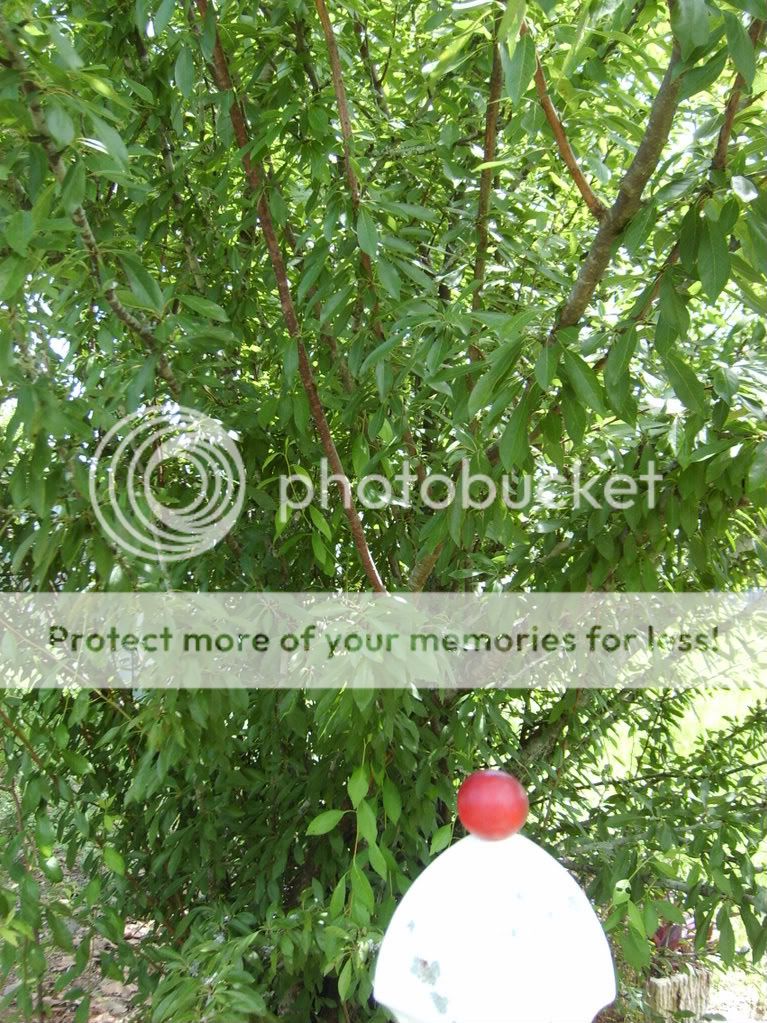 backyardchickens016-1.jpg