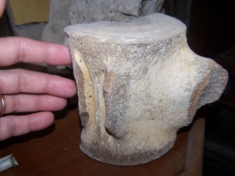 fossils15.jpg