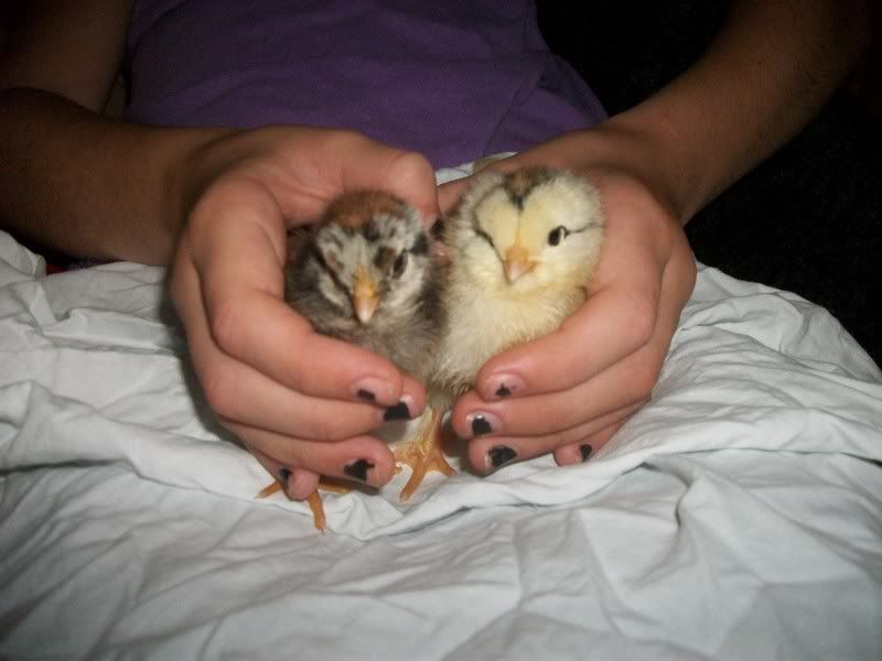 chicks6-4-11.jpg