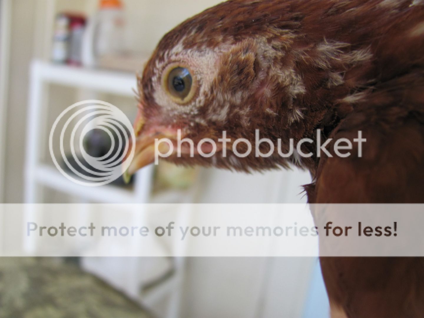 Nugget006.jpg