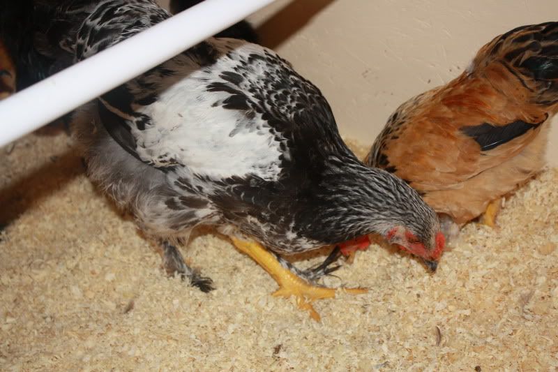 Chickens2035.jpg