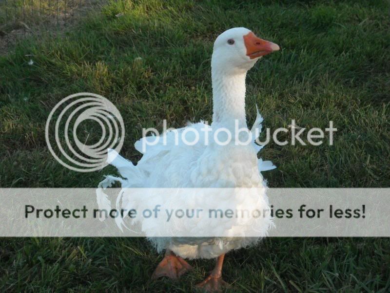 goose2.jpg