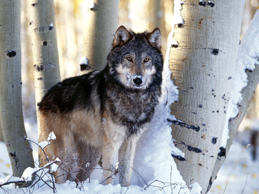 Wolves-Wallpapers-wolves-9705443-1024-768.jpg
