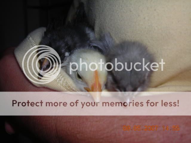 DSCN0761.jpg