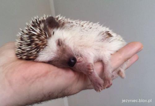 200x200px-ZC-16ef3bd7_sleeping-hedgehog.jpeg