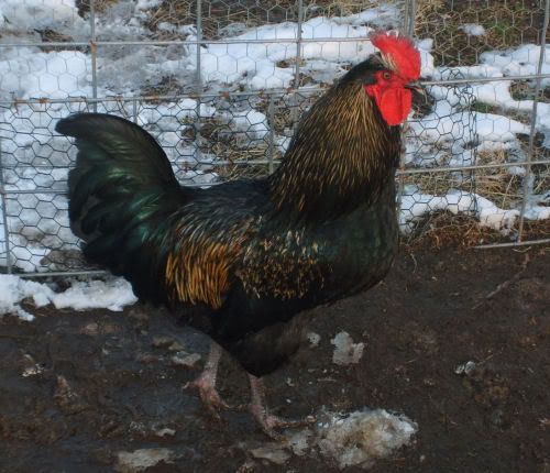 MrRooster.jpg