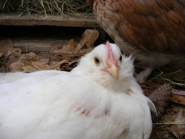 chicks110809003.jpg