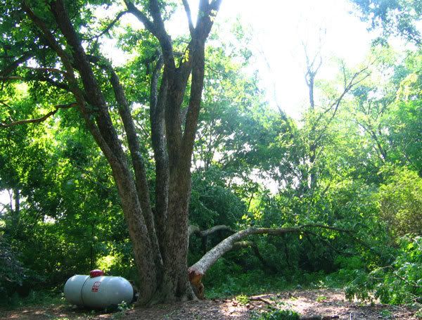 fallen-american-elm.jpg