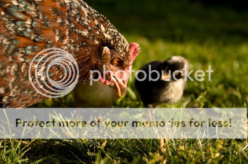 0806babychicks007.jpg