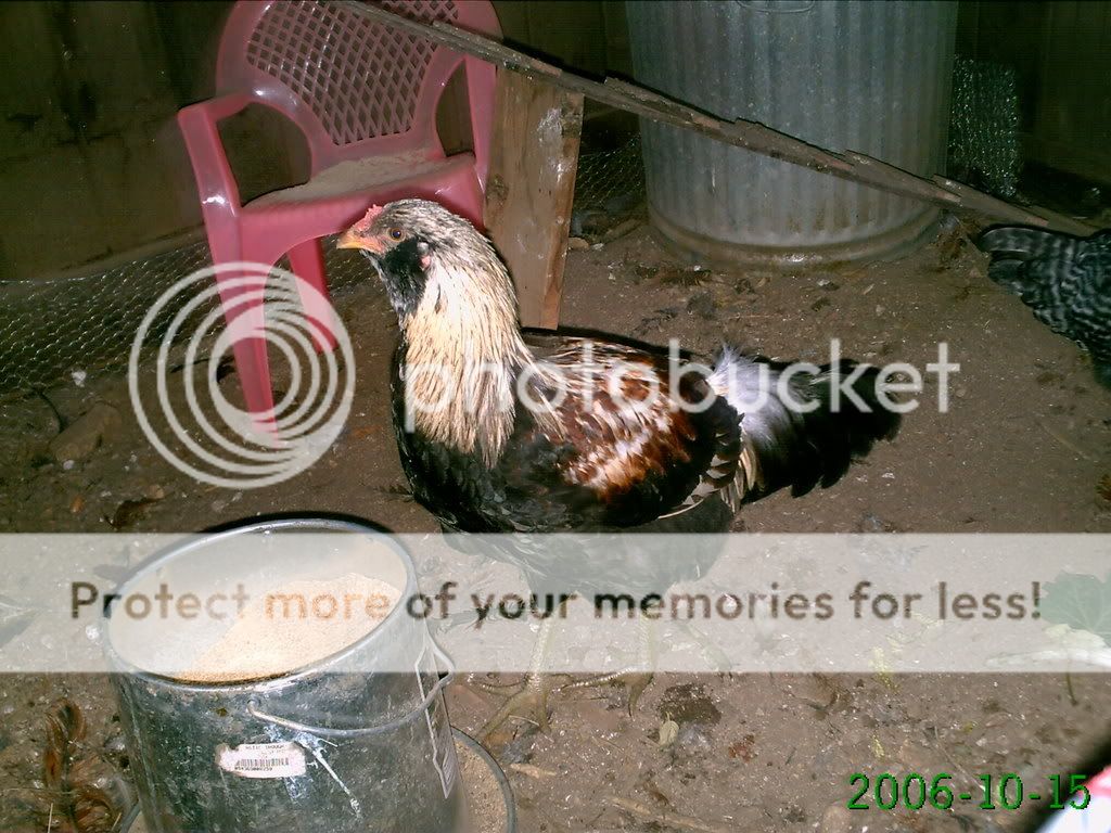 mychickinsx41.jpg