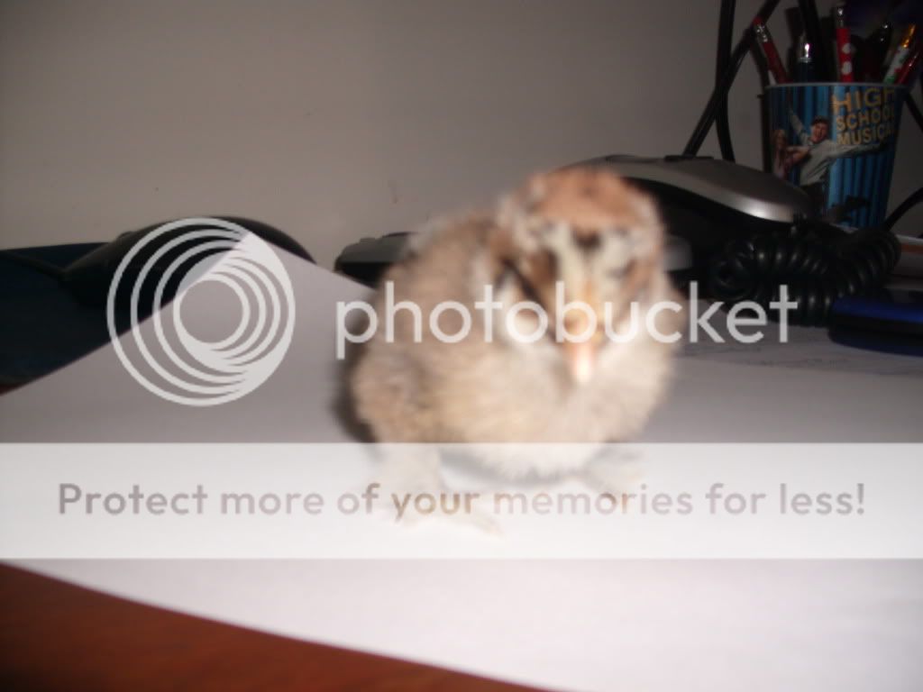 samsparty-chicks018.jpg
