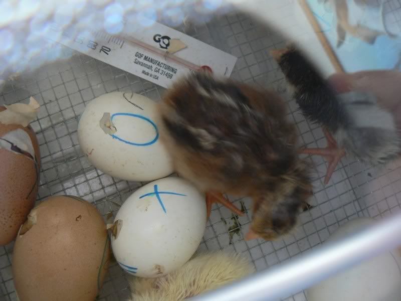 BabyChickens001.jpg