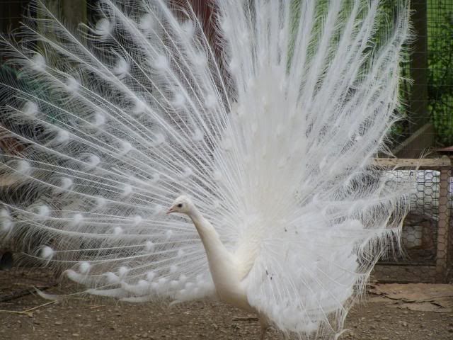 peafowl024.jpg