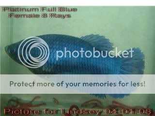 bluebetta.jpg