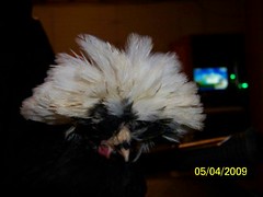 3505395221_4ccd5df645_m.jpg