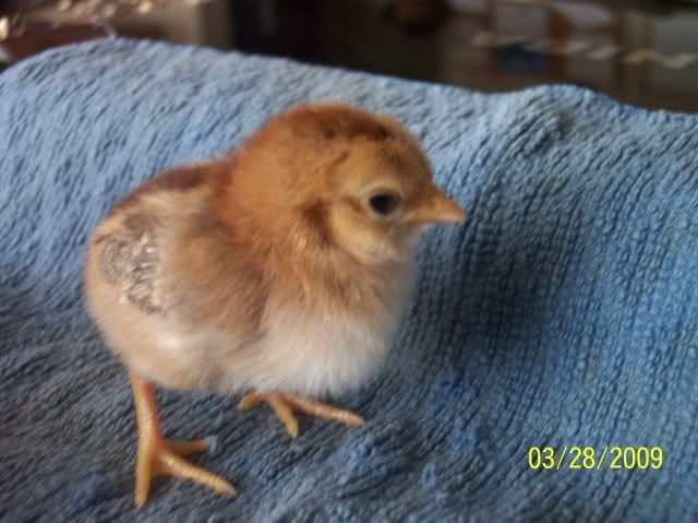 100_1055.jpg