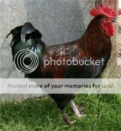 marans1-21wks.jpg