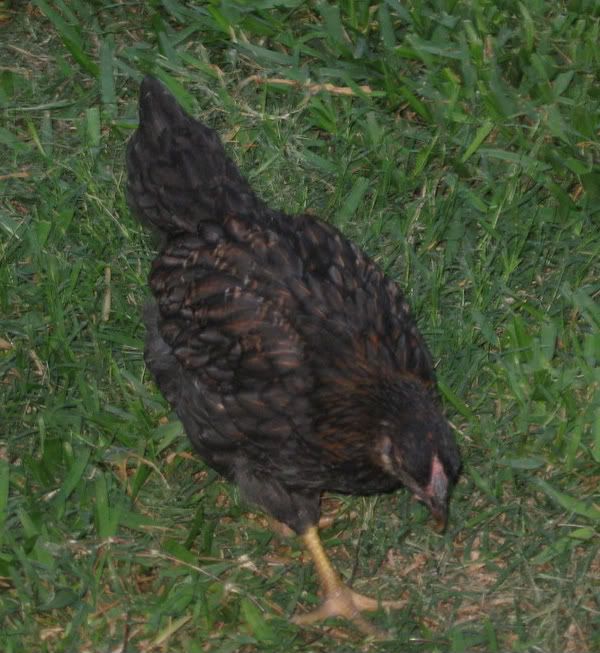 chickens031-1.jpg
