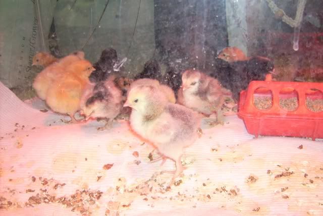 brooderchicks3-1.jpg