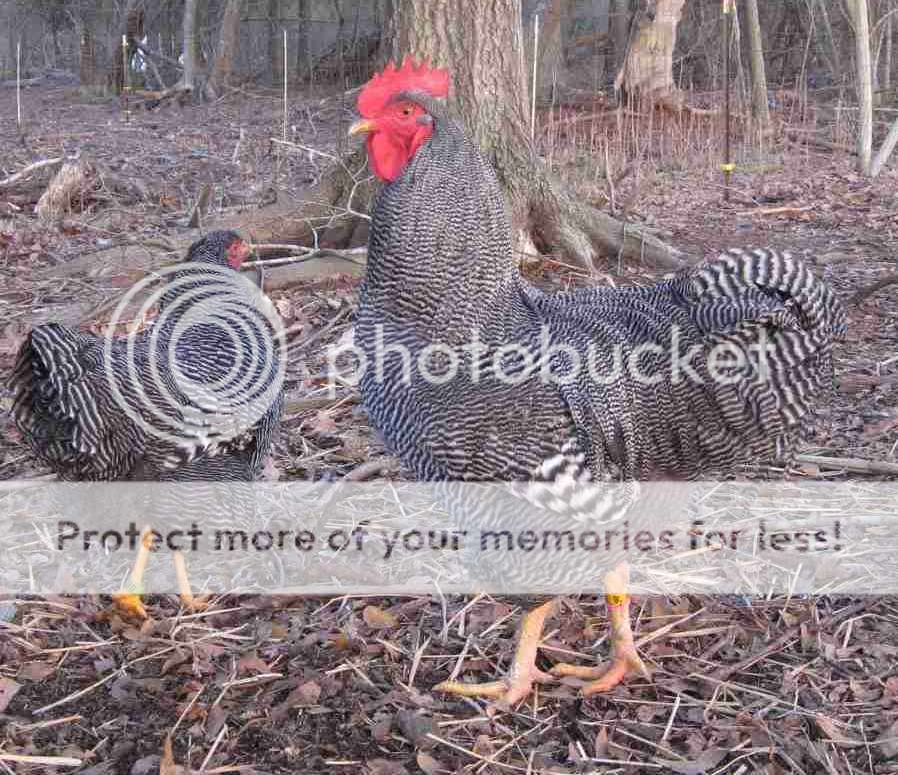 Yellow9withpullets2.jpg
