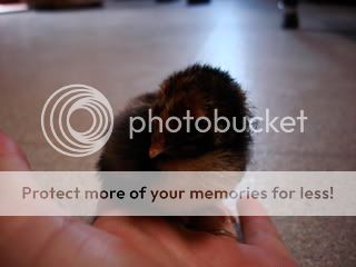 Fluffychicks006.jpg
