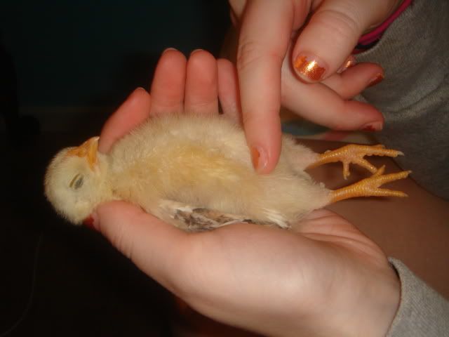 DSC00356.jpg