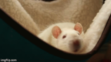 tumblr_n1m6qmnrVo1shs94bo1_400.gif