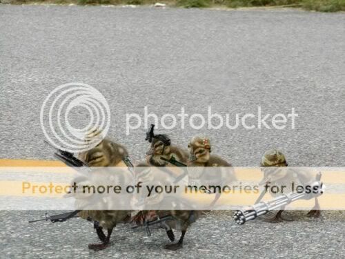 ducks_on_business.jpg