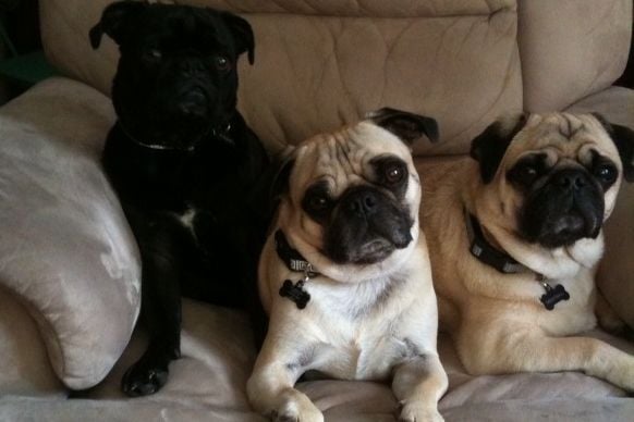 200x200px-ZC-8bdeaf15_PugBros.jpeg
