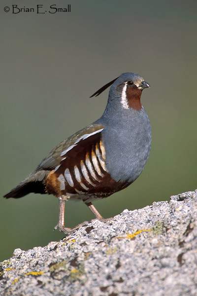 Mountain-Quail-06.jpg