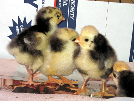 stewie-and-dumpling-chicks.jpg