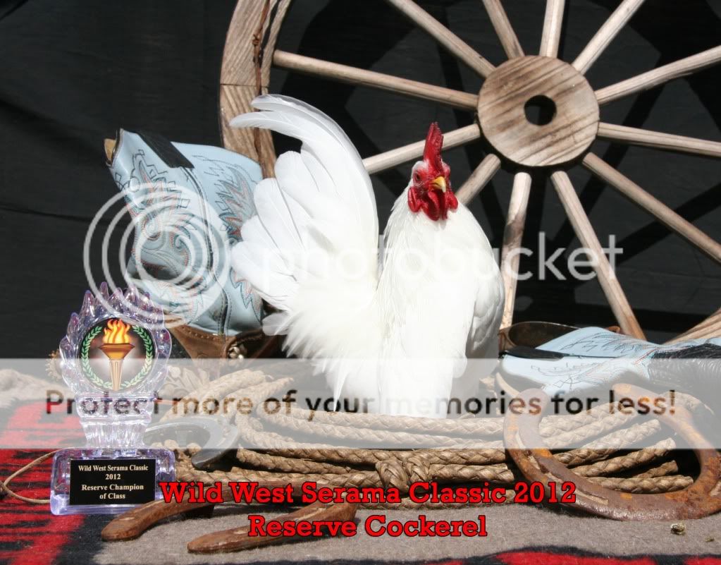 ReserveCockerel.jpg