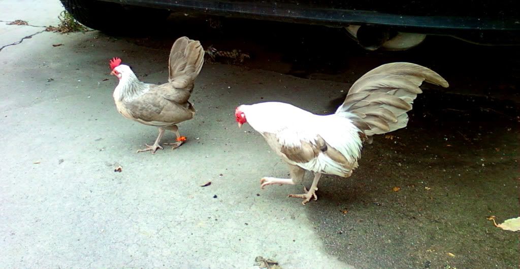 Photo0147.jpg