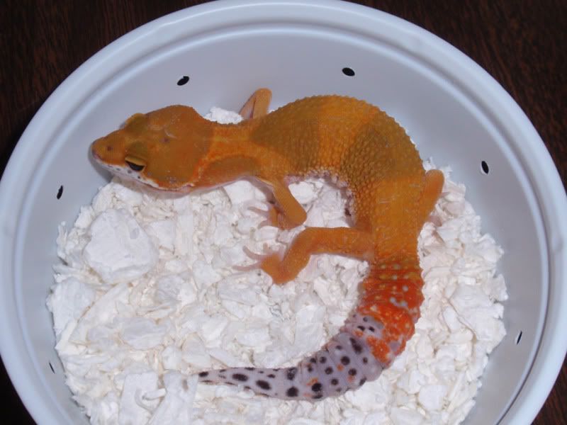 sacreptileshow09015.jpg
