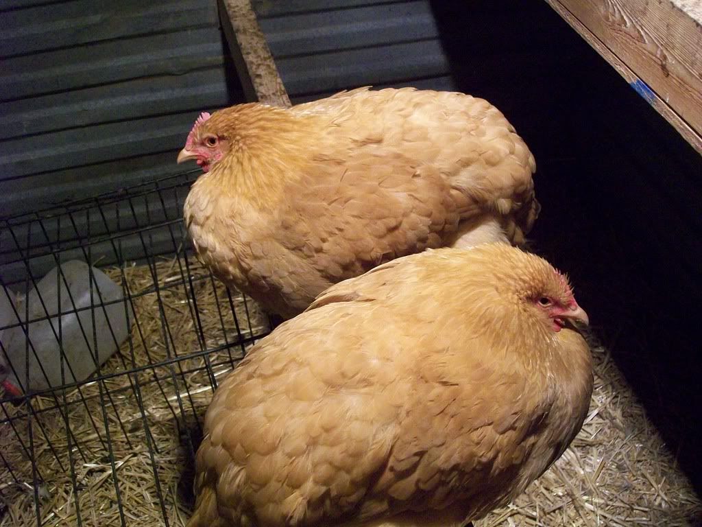 animals073.jpg