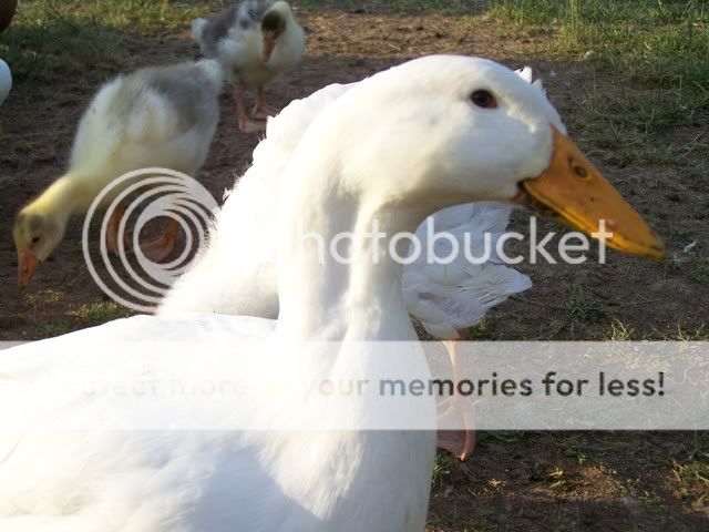 100_6811.jpg