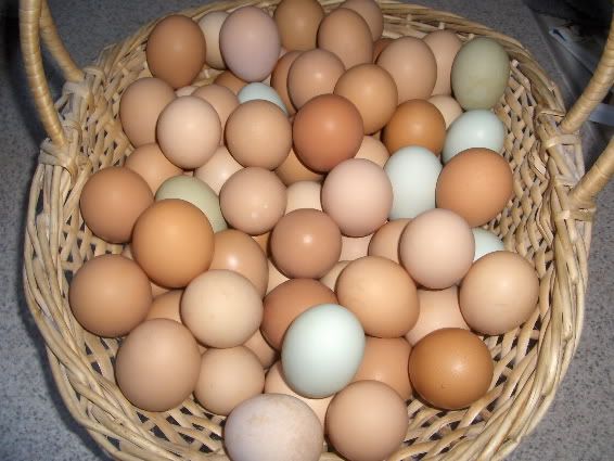 eggs5.jpg