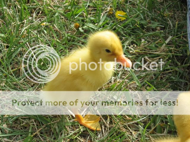 chickfieldtrip014.jpg